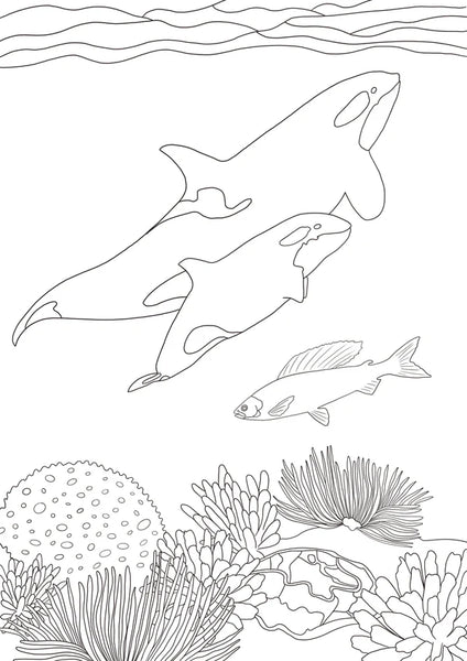 Cahier de coloriages - Faune & Flore Canadiennes