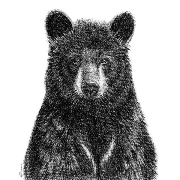 Affiche Ours Noir