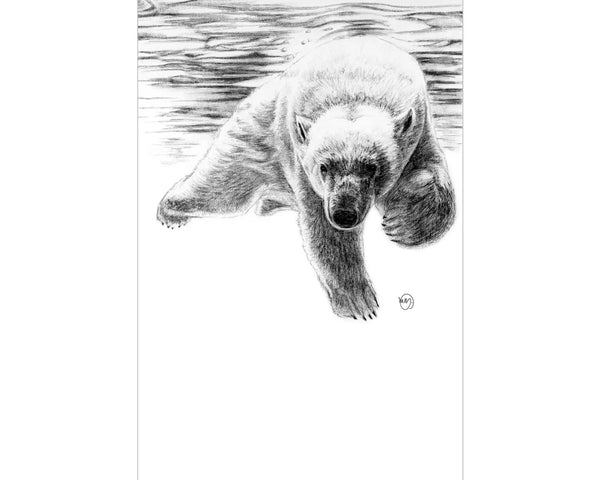 Affiche ours polaire qui nage